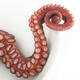 Illustration for article titled Im Sorry, Were Out of Bread -- Heres an Octopus Instead